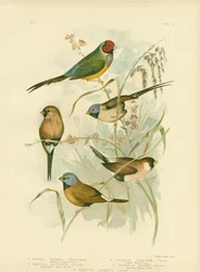 Beautiful Grass-Finch
